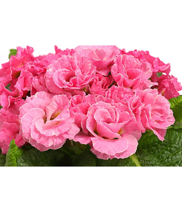 Gefüllte Primel, Verschiedene Sorten 13 Gefüllte Primel, Verschiedene Sorten – Bild 13