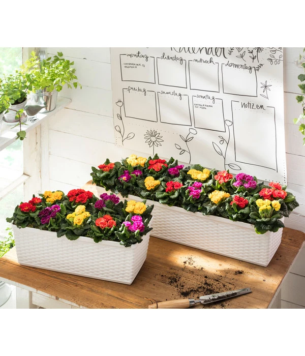 Gefüllte Primel, Verschiedene Sorten 7 Gefüllte Primel, Verschiedene Sorten – Bild 7