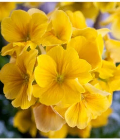 Stängelprimel, Schale 13 Stängelprimel, Schale -Deutschland Genussgarten Verkaufs-Shop 8261463 PR DE 001 JuwelPrimulaSchaleGelbDehnerWunderlichEva