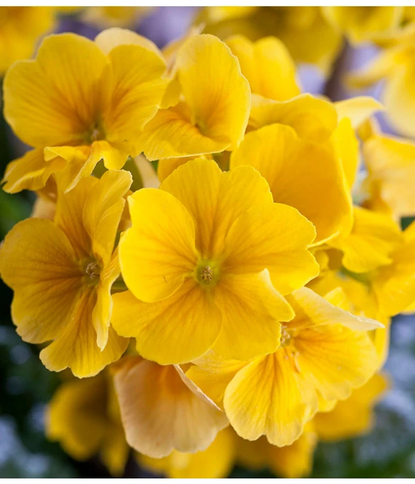 Stängelprimel, Schale 7 Stängelprimel, Schale – Bild 7