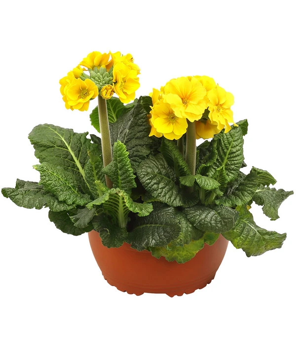 Stängelprimel, Schale 1 Stängelprimel, Schale