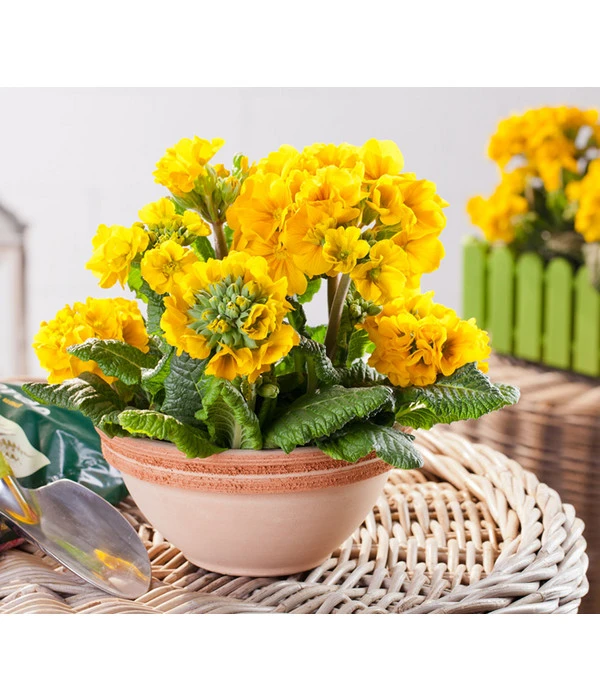 Stängelprimel, Schale 2 Stängelprimel, Schale – Bild 2