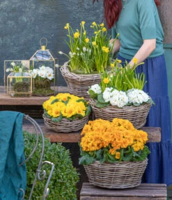 Stängelprimel, Schale 12 Stängelprimel, Schale -Deutschland Genussgarten Verkaufs-Shop 8261463 WE MO 001 FruehlingsHighlights