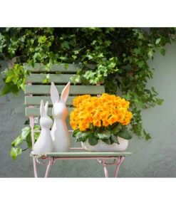 Stängelprimel, Schale 10 Stängelprimel, Schale -Deutschland Genussgarten Verkaufs-Shop 8261463 WE MO 001 PrimelPrimulaSchaleGelb Hase