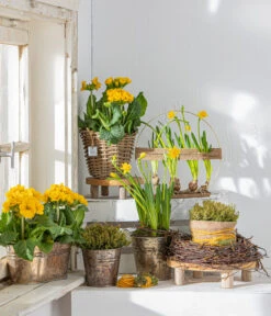 Stängelprimel, Schale 11 Stängelprimel, Schale -Deutschland Genussgarten Verkaufs-Shop 8261463 WE MO 001 PrimulaStaengelprimel