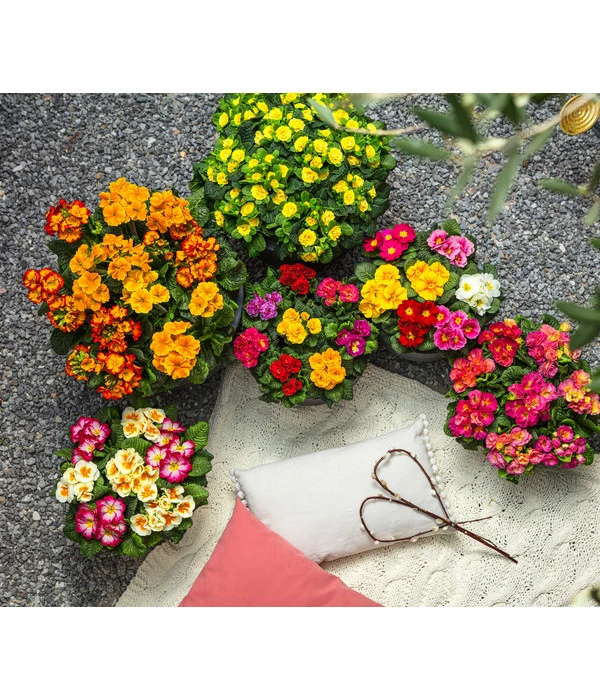 Gefüllte Primel, Verschiedene Sorten 8 Gefüllte Primel, Verschiedene Sorten – Bild 8