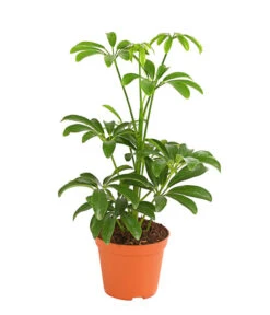 Sternaralie - Schefflera Luseana