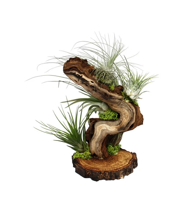 Tillandsien-Arrangement Auf Wurzelbaum - Tillandsia Hybride, 5-teilig 2 Tillandsien-Arrangement Auf Wurzelbaum - Tillandsia Hybride, 5-teilig – Bild 2
