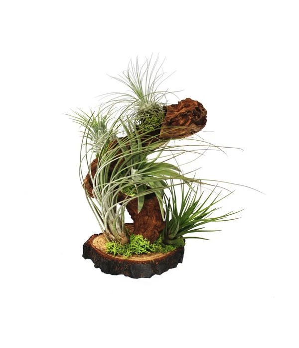 Tillandsien-Arrangement Auf Wurzelbaum - Tillandsia Hybride, 5-teilig 1 Tillandsien-Arrangement Auf Wurzelbaum - Tillandsia Hybride, 5-teilig