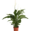 Air So Pure® Einblatt - Spathipyllum Wallisii 'Lauretta'
