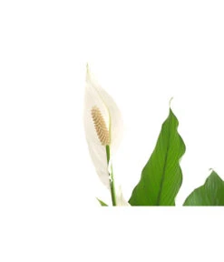 Einblatt - Spathiphyllum Wallisii 'Sebastian' -Deutschland Genussgarten Verkaufs-Shop 8276057 PR DE 001 EinblattSpathiphyllumWallisiiT24DehnerExpressHerzig