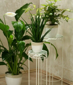 Einblatt - Spathiphyllum Wallisii 'Silvana' -Deutschland Genussgarten Verkaufs-Shop 8276180 WE MO 005 PflanzenmixSpathiphyllumDehnerEW