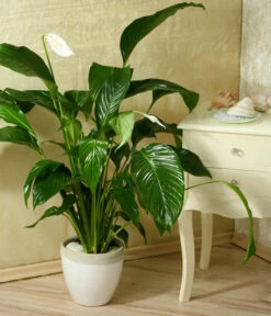 Einblatt - Spathiphyllum Wallisii 'Silvana' -Deutschland Genussgarten Verkaufs-Shop 8276180 WE MO 005 SpathiphyllumDehnerEW