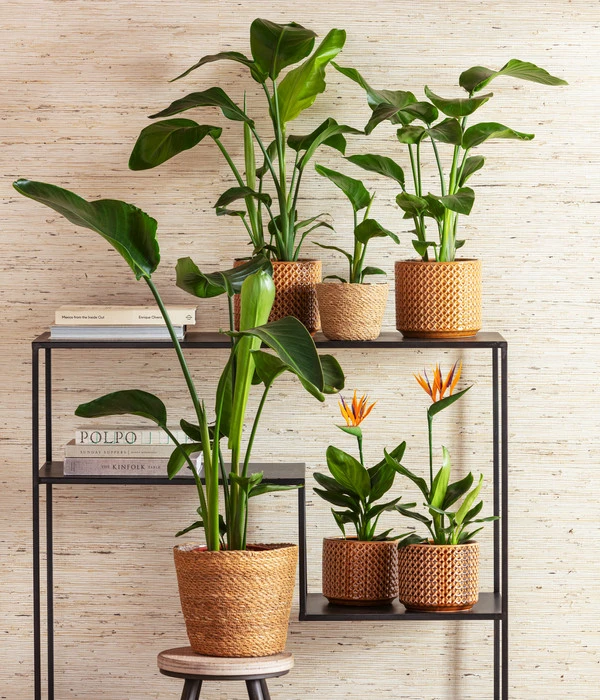 Paradiesvogelblume 2 Paradiesvogelblume – Bild 2