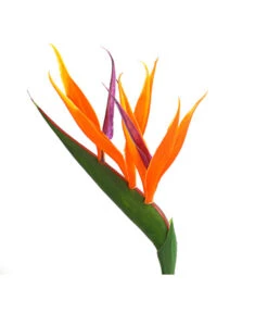 Paradiesvogelblume 5 Paradiesvogelblume -Deutschland Genussgarten Verkaufs-Shop 8276446 WE DE 001 StrelitziaReginaeParadiesvogelblumeDehnerExpressHerzig