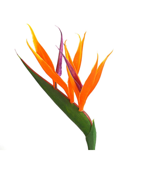 Paradiesvogelblume 3 Paradiesvogelblume – Bild 3