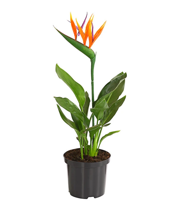 Paradiesvogelblume 1 Paradiesvogelblume