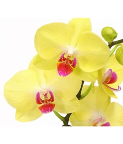 Schmetterlingsorchidee - Phalaenopsis Cultivars 'Crossing' -Deutschland Genussgarten Verkaufs-Shop 8280513 PR DE 002 SchmetterlingsorchideePhalaenopsisCrossing2TrieberT12Herzig