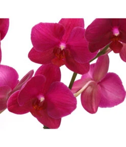 Schmetterlingsorchidee - Phalaenopsis Cultivars 'Crossing' -Deutschland Genussgarten Verkaufs-Shop 8280513 PR DE 004 SchmetterlingsorchideePhalaenopsisCrossing2TrieberT12Herzig