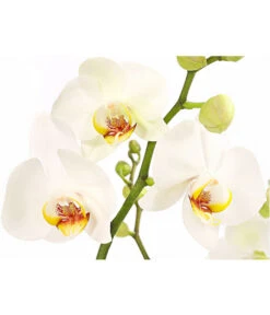 Schmetterlingsorchidee - Phalaenopsis Cultivars, Verschiedene Sorten -Deutschland Genussgarten Verkaufs-Shop 8280919 PR DE 001 Phalaenopsis4TrieberMixT12DehnerExpressHerzig