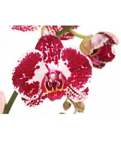 Schmetterlingsorchidee - Phalaenopsis Cultivars, Verschiedene Sorten -Deutschland Genussgarten Verkaufs-Shop 8280919 PR DE 002 Phalaenopsis4TrieberMixT12DehnerExpressHerzig