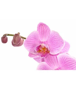 Schmetterlingsorchidee - Phalaenopsis Cultivars, Verschiedene Sorten -Deutschland Genussgarten Verkaufs-Shop 8280919 PR DE 004 Phalaenopsis4TrieberMixT12DehnerExpressHerzig