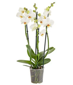 Schmetterlingsorchidee - Phalaenopsis Cultivars, Verschiedene Sorten -Deutschland Genussgarten Verkaufs-Shop 8280919 PR FS 001 Phalaenopsis4TrieberMixT12DehnerExpressHerzig