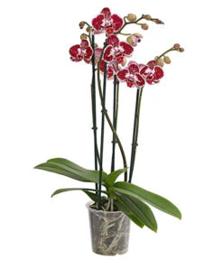 Schmetterlingsorchidee - Phalaenopsis Cultivars, Verschiedene Sorten -Deutschland Genussgarten Verkaufs-Shop 8280919 PR FS 002 Phalaenopsis4TrieberMixT12DehnerExpressHerzig