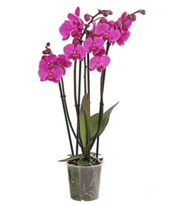 Schmetterlingsorchidee - Phalaenopsis Cultivars, Verschiedene Sorten -Deutschland Genussgarten Verkaufs-Shop 8280919 PR FS 003 Phalaenopsis4TrieberMixT12DehnerExpressHerzig