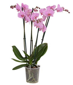 Schmetterlingsorchidee - Phalaenopsis Cultivars, Verschiedene Sorten -Deutschland Genussgarten Verkaufs-Shop 8280919 PR FS 004 Phalaenopsis4TrieberMixT12DehnerExpressHerzig