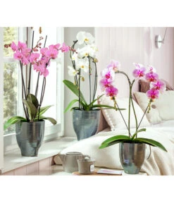 Schmetterlingsorchidee - Phalaenopsis Cultivars, Verschiedene Sorten -Deutschland Genussgarten Verkaufs-Shop 8280919 PR MO 001 OrchideeHeart 8280505 Phalaenopsis 8280513 Phalaenopsis Crossing 2Trieber HungerundSimmeth