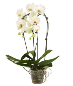 Schmetterlingsorchidee - Phalaenopsis Cultivars 'Cascade', Verschiedene Sorten 13 Schmetterlingsorchidee - Phalaenopsis Cultivars 'Cascade', Verschiedene Sorten -Deutschland Genussgarten Verkaufs-Shop 8280943 8280901 8253346 8254112 PR FS 001 PhalaenopsisSchmetterlingsorchideeCascade2TrWeiss1