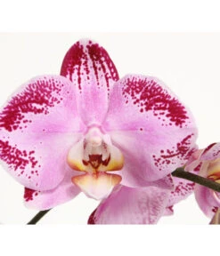 Schmetterlingsorchidee - Phalaenopsis Cultivars 'Cascade', Verschiedene Sorten 17 Schmetterlingsorchidee - Phalaenopsis Cultivars 'Cascade', Verschiedene Sorten -Deutschland Genussgarten Verkaufs-Shop 8280943 PR DE 001 JuwelPhalaenopsisPinkDancer