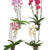 Schmetterlingsorchidee - Phalaenopsis Cultivars 'Cascade', Verschiedene Sorten