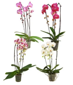Schmetterlingsorchidee - Phalaenopsis Cultivars 'Cascade', Verschiedene Sorten