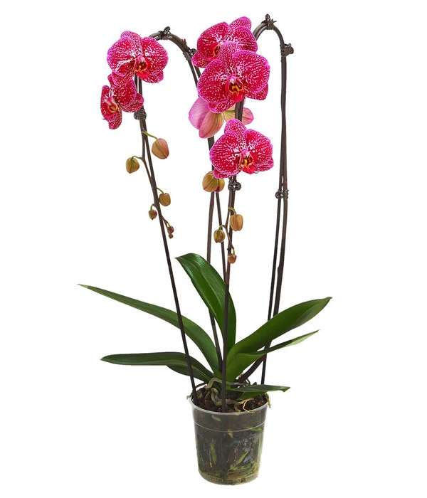 Schmetterlingsorchidee - Phalaenopsis Cultivars 'Cascade', Verschiedene Sorten 3 Schmetterlingsorchidee - Phalaenopsis Cultivars 'Cascade', Verschiedene Sorten – Bild 3