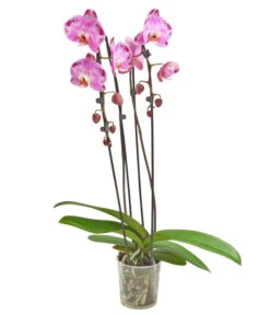 Schmetterlingsorchidee - Phalaenopsis Cultivars 'Cascade', Verschiedene Sorten 12 Schmetterlingsorchidee - Phalaenopsis Cultivars 'Cascade', Verschiedene Sorten -Deutschland Genussgarten Verkaufs-Shop 8280943 PR FS 001 PhalaenopsisCascadeMix 02