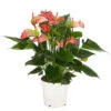 Flamingoblume - Anthurium Andreanum 'Livium'