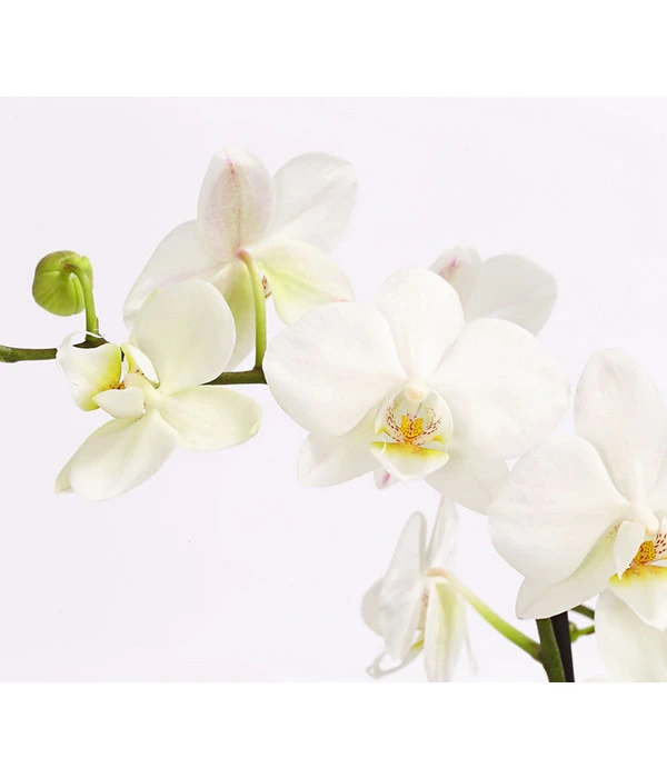 Schmetterlingsorchidee - Phalaenopsis Cultivars 'Multiflora' 2 Schmetterlingsorchidee - Phalaenopsis Cultivars 'Multiflora' – Bild 2