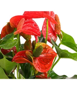 Große Flamingoblume - Anthurium Andreanum 'Sierra Magic Red' 3 Große Flamingoblume - Anthurium Andreanum 'Sierra Magic Red' -Deutschland Genussgarten Verkaufs-Shop 8284820 PR DE 001 FlamingoblumeAnthurieAnthuriumSierraMagicRotT14DehnerExpressHerzig