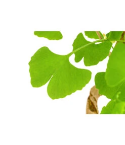 Outdoor-Bonsai Ginkgobaum - Ginkgo Biloba 3 Outdoor-Bonsai Ginkgobaum - Ginkgo Biloba -Deutschland Genussgarten Verkaufs-Shop 8286254 PR DE 001 GinkoBilobaT20DehnerExpressHerzig