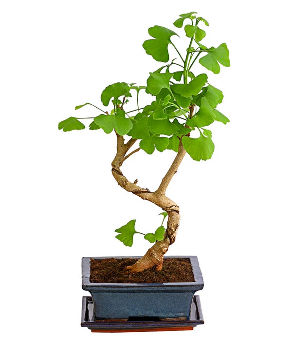 Outdoor-Bonsai Ginkgobaum - Ginkgo Biloba 1 Outdoor-Bonsai Ginkgobaum - Ginkgo Biloba