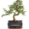 Bonsai Japanische Zelkove - Zelkova Serrata
