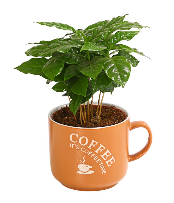 Kaffeepflanze - Coffea Arabica, Verschiedene Sorten, In Keramik 2 Kaffeepflanze - Coffea Arabica, Verschiedene Sorten, In Keramik – Bild 2
