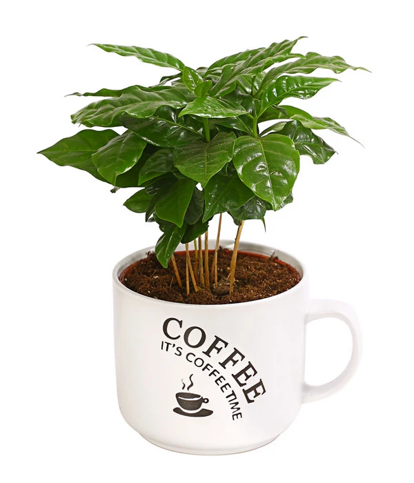 Kaffeepflanze - Coffea Arabica, Verschiedene Sorten, In Keramik 3 Kaffeepflanze - Coffea Arabica, Verschiedene Sorten, In Keramik – Bild 3