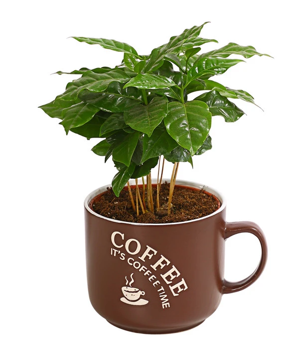 Kaffeepflanze - Coffea Arabica, Verschiedene Sorten, In Keramik 1 Kaffeepflanze - Coffea Arabica, Verschiedene Sorten, In Keramik