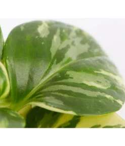 Peperomie - Peperomia Obtusifolia Variegata 'Golden Genua' -Deutschland Genussgarten Verkaufs-Shop 8290975 PR DE 001 PeperomiaObtusifoliaVariegataBuntT11DehnerExpressZS