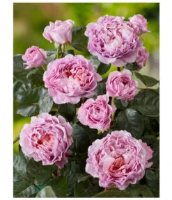 Nostalgie®-Edelrose 'Eisvogel®', Stämmchen -Deutschland Genussgarten Verkaufs-Shop 8294977 PR DE 001 NostalgieEdelroseEisvogelRosenTantau