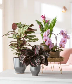 Korbmarante - Calathea Roseopicta 'Medallion' -Deutschland Genussgarten Verkaufs-Shop 8297186 8280505 4450722 WE MO MatheaBellakorbmaranteMedallionSchmetterlingsorchidee