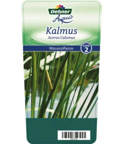 Dehner Kalmus -Deutschland Genussgarten Verkaufs-Shop 8310104 KalmusAcorusCalamus Etikett 1